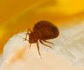 Extermination punaise de lit Varennes