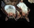 Capture de chauve souris à Varennes Capture de chauve souris à Varennes