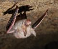 Extermination chauve-souris Varennes Extermination chauve-souris Varennes