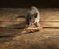 Exterminateur de souris à Varennes